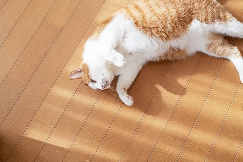 素材の良さを再発見するための処置